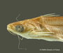 Auchenipterus demerarae FMNH 53248 holo lath